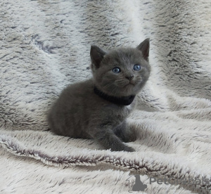 Photo №3. British Shorthair kittens for adoption for 5 star homes. Germany