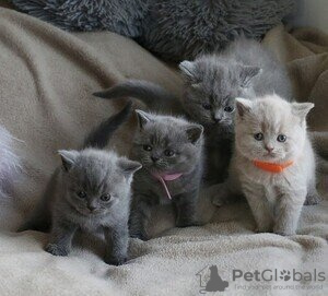 Photo №1. british shorthair - for sale in the city of Little Ferry | negotiated | Announcement № 122124