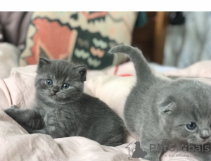 Photo №1. scottish fold - for sale in the city of Vienna | negotiated | Announcement № 74464