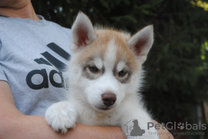 Photo №2 to announcement № 24381 for the sale of siberian husky - buy in Russian Federation private announcement