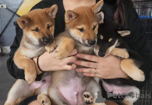 Photo №2 to announcement № 71131 for the sale of shiba inu - buy in United Kingdom private announcement