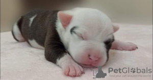 Photo №2 to announcement № 8458 for the sale of american staffordshire terrier - buy in Belarus from nursery