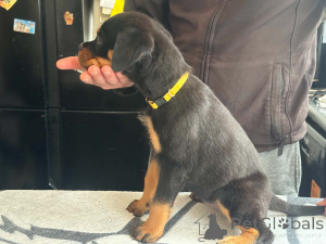 Photo №4. I will sell rottweiler in the city of Billnäs.  - price - 516$
