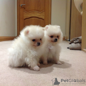 Photo №1. pomeranian - for sale in the city of Viernheim | 539$ | Announcement № 99360