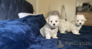 Photo №2 to announcement № 156387 for the sale of maltese dog - buy in Germany 