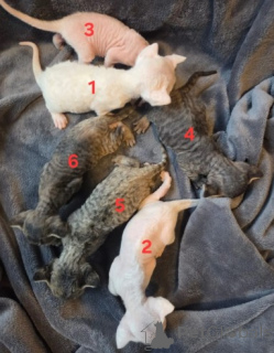Photo №2 to announcement № 160324 for the sale of devon rex - buy in Germany breeder