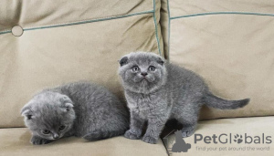 Photo №1. scottish fold - for sale in the city of Гамбург | 264$ | Announcement № 120390