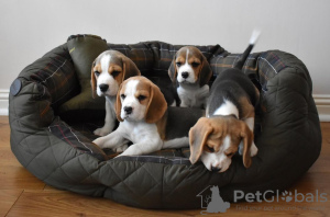 Photo №2 to announcement № 130510 for the sale of beagle - buy in United States private announcement