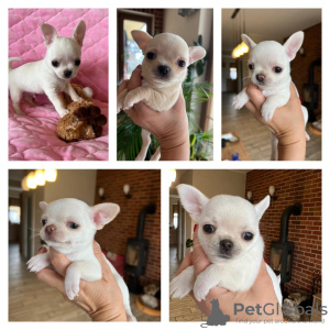 Photo №1. chihuahua - for sale in the city of Kalisz | negotiated | Announcement № 43645