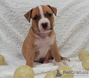Photo №1. american staffordshire terrier - for sale in the city of Minsk | 532$ | Announcement № 17864