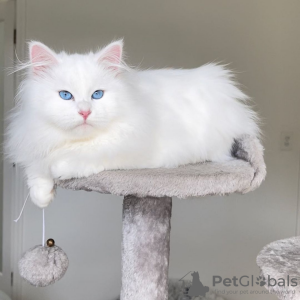Photo №1. siberian cat - for sale in the city of Paris | negotiated | Announcement № 85897