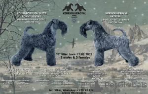 Photo №2 to announcement № 19320 for the sale of kerry blue terrier - buy in Belarus breeder