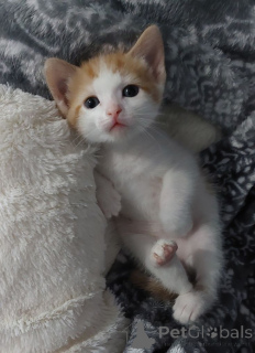 Photo №2 to announcement № 157792 for the sale of turkish van - buy in Germany from the shelter, breeder
