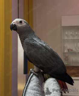 Photo №4. I will sell  in the city of Barcelona.  - price - 1600$