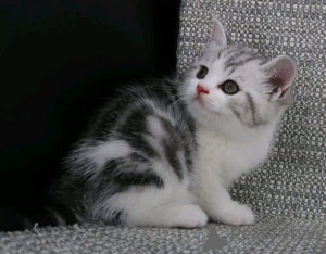 Photo №1.  - for sale in the city of Buggenhout | Is free | Announcement № 161746