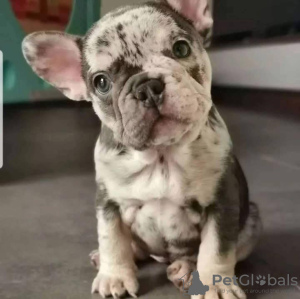 Photo №2 to announcement № 131716 for the sale of french bulldog - buy in Finland private announcement