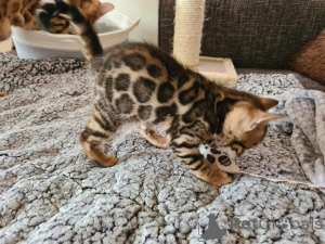 Photo №1. bengal cat - for sale in the city of HelsingBorg | 706$ | Announcement № 153207