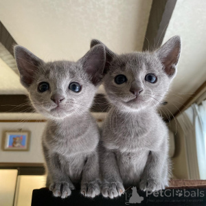 Photo №2 to announcement № 135752 for the sale of russian blue - buy in United States breeder