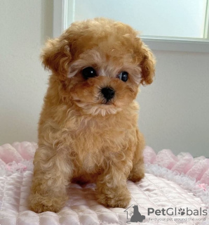 Photo №1. poodle (toy) - for sale in the city of Oensingen | 376$ | Announcement № 129274