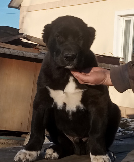 Photo №1. non-pedigree dogs - for sale in the city of Odessa | 500$ | Announcement № 5311