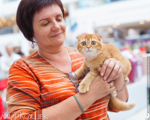 Photo №1. scottish straight, scottish fold - for sale in the city of Kaluga | 328$ | Announcement № 2932
