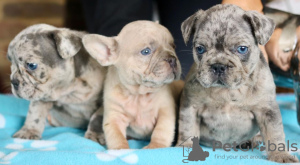Photo №1. french bulldog - for sale in the city of Samara | negotiated | Announcement № 10534