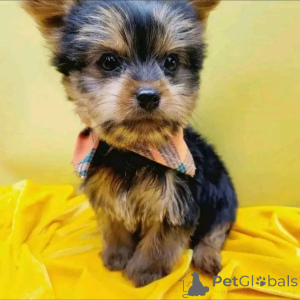 Photo №3. Yorkie Purebred Puppies contact whatsapp business 447450021323. Finland