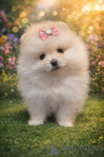 Photo №1. pomeranian - for sale in the city of Dnipro | 826$ | Announcement № 166537