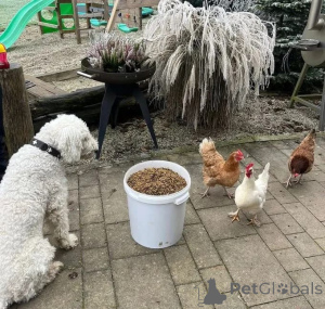 Photo №4. I will sell  in the city of Berlin. breeder - price - negotiated