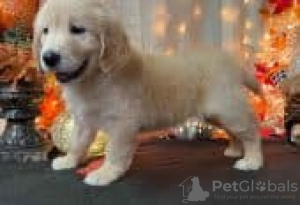 Photo №2 to announcement № 129183 for the sale of golden retriever - buy in Finland breeder