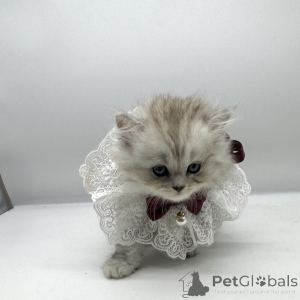Photo №4. I will sell scottish straight in the city of New York. breeder - price - 1200$