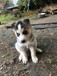 Photo №2 to announcement № 114608 for the sale of siberian husky - buy in Germany private announcement, breeder