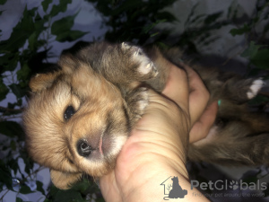 Photo №4. I will sell  in the city of Minsk. private announcement - price - 400$