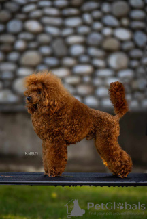 Photo №2 to announcement № 91849 for the sale of poodle (toy) - buy in Serbia breeder