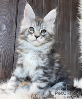 Photo №2 to announcement № 161668 for the sale of maine coon - buy in United States breeder