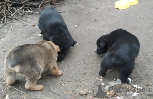 Photo №3. Puppies looking for a home. Ukraine
