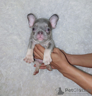 Additional photos: FRENCH BULLDOG PUPPIES FOR SALE MANILA ,09457024296 DOGS