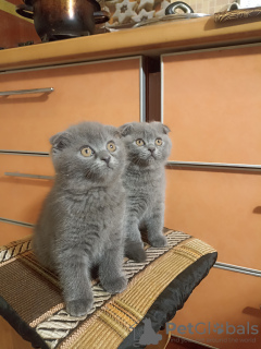 Photo №2 to announcement № 88182 for the sale of scottish fold - buy in Belarus private announcement