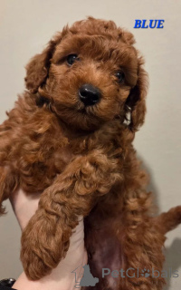 Photo №2 to announcement № 166521 for the sale of poodle (toy) - buy in Netherlands 