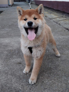 Photo №3. Shiba Inu. Serbia