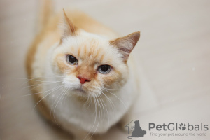 Photo №3. Charming white cat Donut is looking for a home and a loving family!. Belarus