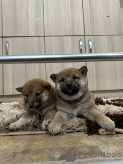 Additional photos: Shiba Inu puppies