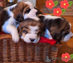 Photo №1. beagle - for sale in the city of Telluride | 300$ | Announcement № 107209