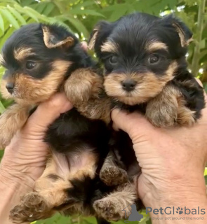 Photo №2 to announcement № 72148 for the sale of yorkshire terrier - buy in Russian Federation private announcement