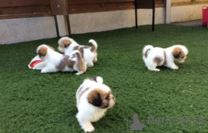 Photo №1. shih tzu - for sale in the city of Madrid | negotiated | Announcement № 175860