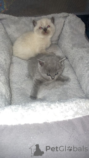 Photo №3. British shorthair..whatsapp me at 44 7453 907158. Germany