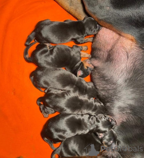 Photo №4. I will sell dobermann in the city of Belgrade. breeder - price - negotiated