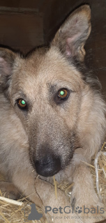 Photo №2 to announcement № 127434 for the sale of non-pedigree dogs - buy in Russian Federation private announcement