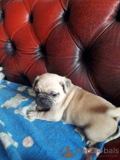 Photo №3. Healthy Pug puppies with Pedigree for sale. Germany