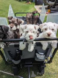 Photo №1. schnauzer - for sale in the city of Madrid | 723$ | Announcement № 165993